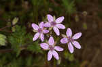 Redstem stork's bill